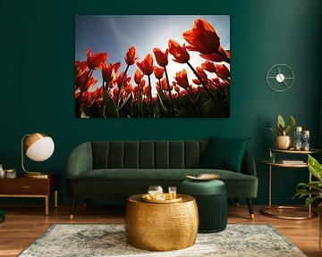 Tulpen. by Paolo Gant