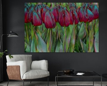 red tulips sur eric van der eijk