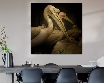 Pelicans van Juliën van de Hoef