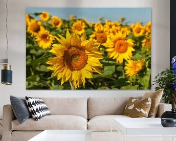 Zonnebloemen van Ellen Driesse