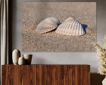 Sea shells on the beach by Ad Jekel