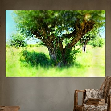 Knotwilgen in Nationaal Park de Biesbosch