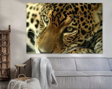 Jaguar, Costa Rica, katachtige, puma,  van Renee Algera