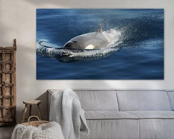 Orca at full speed van Peter Zwitser