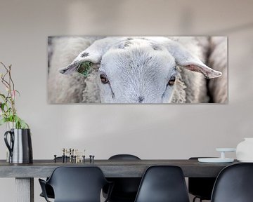 The eyes off a sheep van Willy Sybesma