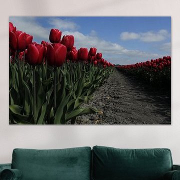 Tulpen