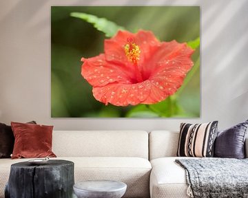 Macro hibiscus rouge