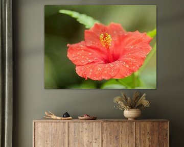 Macro hibiscus rouge