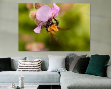 Honeybee on purple flower by Sanne van der Valk