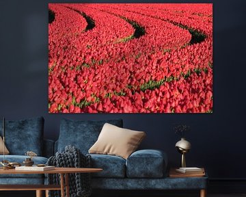 Field with red tulips