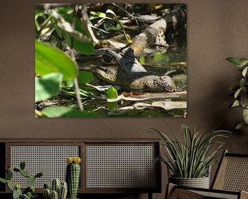 natuurfoto krokodil / kaaiman  by diana stubbe