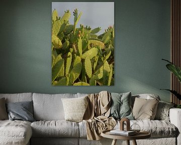 Cactus  by diana stubbe