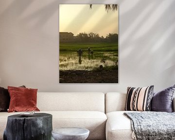 boerinnen op rijstveld 