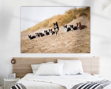 Groepsfoto border collies duinrand