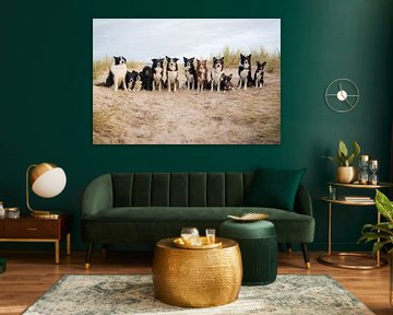 Photo de groupe collies frontaliers dans les dunes