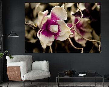 orchidee van Annick Eyecatcher