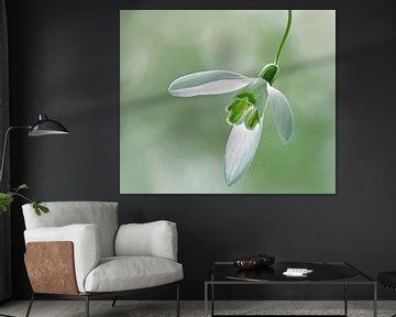 Sweet Snowdrop by Caroline Lichthart