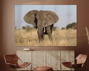 Olifant Zuid Afrika van Jeroen Meeuwsen