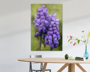 Frühling - blaue Traubenhyazinthe