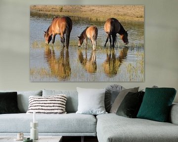 Exmoor ponies    en spiegelbeeld