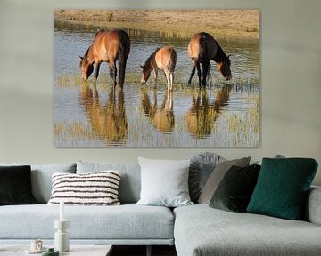 Exmoorponies  feeding in marsh von Peter Zwitser