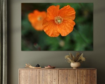 orange poppies by lieve maréchal