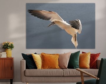 Gannet in flight by Peter Zwitser