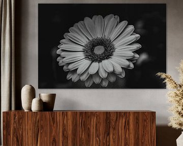Zwart/wit bloem von Stedom Fotografie