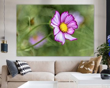 Fleur rose avec le centre jaune, coreopsis sur Rietje Bulthuis