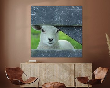 Lamb, young sheep by Ronald Smits