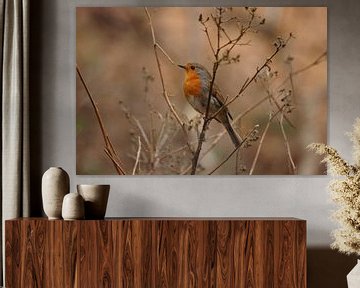 Roodborst (Erithacus rubecula) van Margreet Frowijn