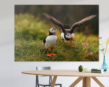 Puffin (Fratercula arctica) at Runde, Norway by Margreet Frowijn