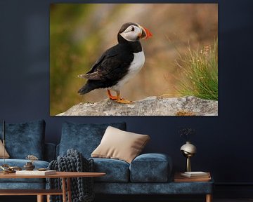 Puffin (Fratercula arctica) at Runde, Norway by Margreet Frowijn