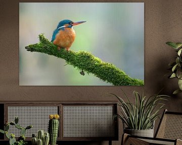 Kingfisher by Kingfisher.photo - Corné van Oosterhout