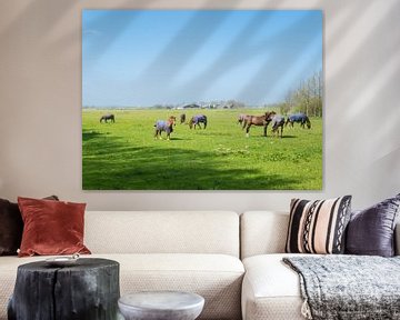 Horses in the meadow, Heiloo, Netherlands