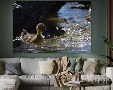 Beautiful duck van Ilona Hartman