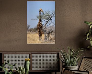 NAMIBIA ... eating giraffe