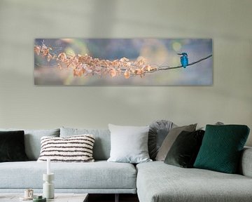 Kingfisher panorama by Kingfisher.photo - Corné van Oosterhout