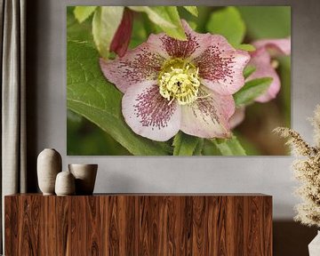 Helleborus niger von Cora Unk