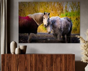 Paarden in het winterzonnetje