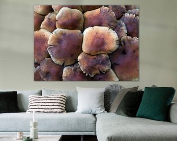 mushrooms van Franc Wiedenhoff