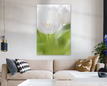 Tulp sur Ingrid Van Damme fotografie