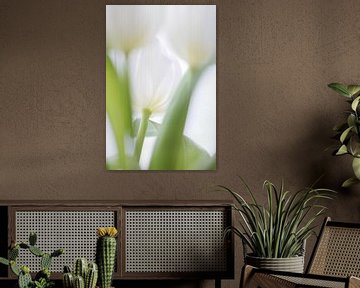 Tulp van Ingrid Van Damme fotografie