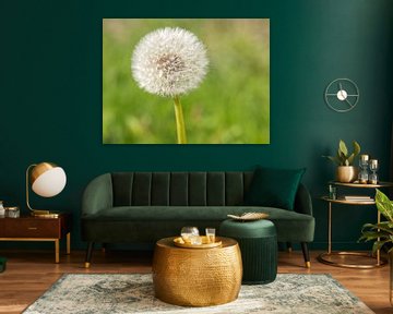 Dandelion still life sur Ronald Smits