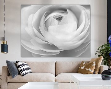 Black-and-white rendering of a ranunculus by Cindy Arts