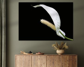 Fleur blanche, Araceae sur Rietje Bulthuis