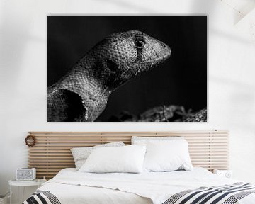 Lizard in black and white von Stijn de Jong