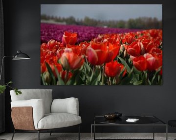Tulpen  uit Amsterdam van Nel Wierenga