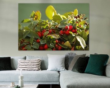 Gaultheria of Bergthee in het zonlicht