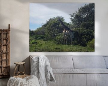 Giraffe van Robin van Tilborg